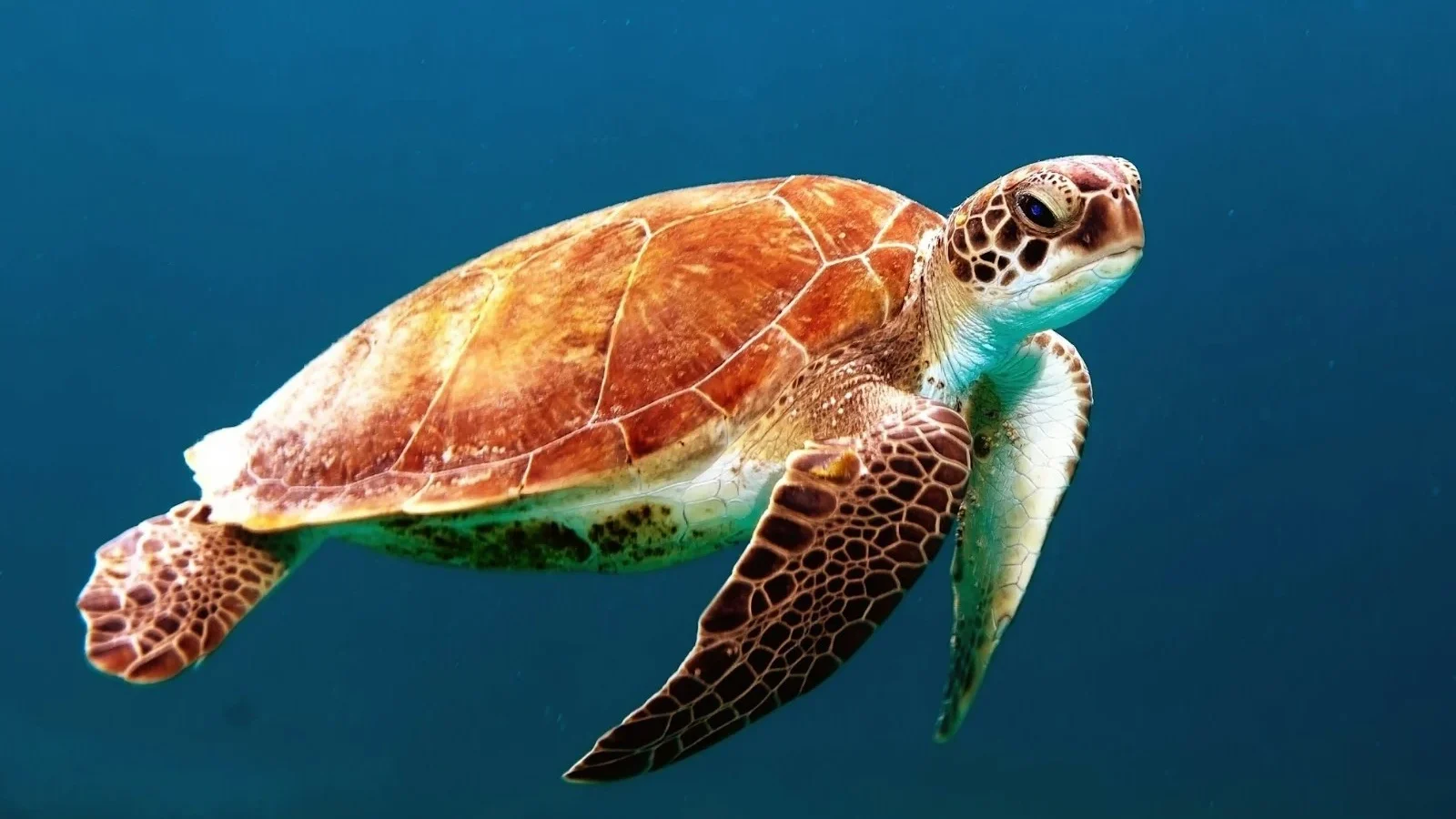 Un océano de datos: cómo se mide la salud del mar