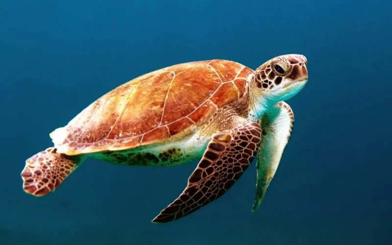 Un océano de datos: cómo se mide la salud del mar